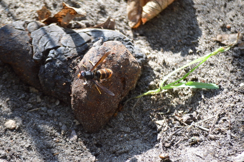 Yellow-legged Hornet