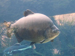 Piaractus brachypomus