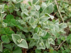 Stellaria vestita