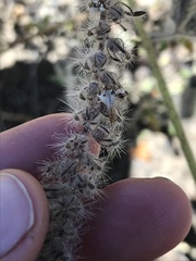 Phacelia cicutaria hispida