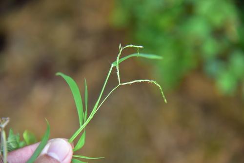 Digitaria radicosa observed 2026-10-04