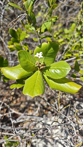 Guettarda speciosa observed 2026-10-04