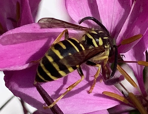 Southern Yellowjacket