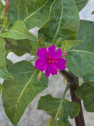 marvel of Peru