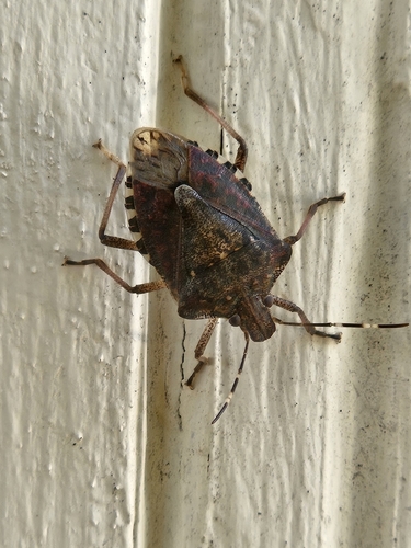 Brown Marmorated Stink Bug