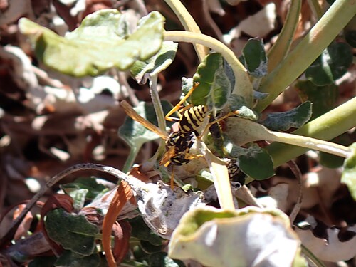 European Paper Wasp