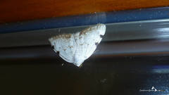 Lomographa bimaculata