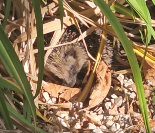 Common Hedgehog
