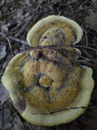 European Dyer's Polypore