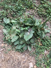 Rumex nepalensis