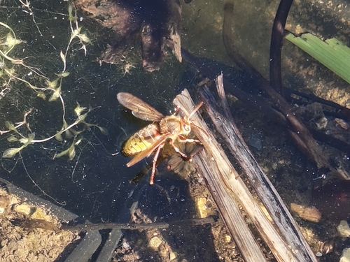 European Hornet