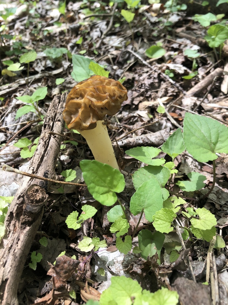Black Morels from Wexford, PA, US on May 17, 2020 at 0216 PM by Hannah