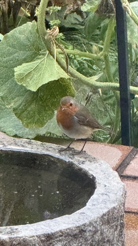 European Robin