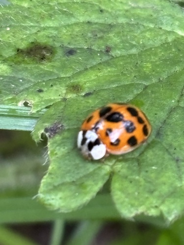 Asian Lady Beetle
