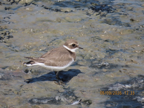 Chorlitejo grande (Charadrius hiaticula)