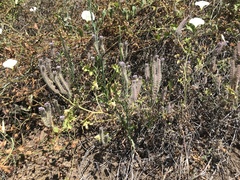 Phacelia cicutaria hispida