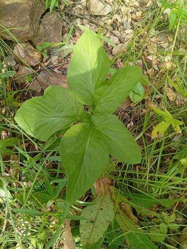 Tacca leontopetaloides observed 2026-10-01