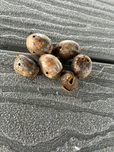 Urophorus humeralis, 2026-10-04