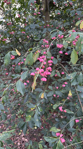 Spindle