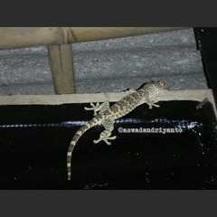 Gekko gecko