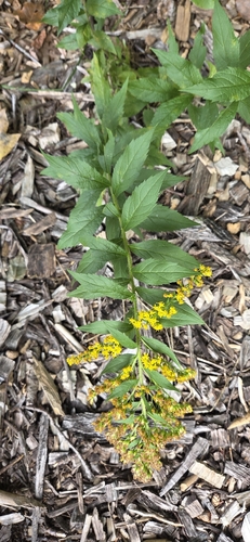common wrinkle-leaved goldenrod