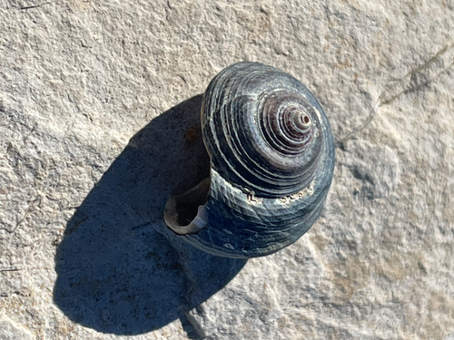 Steromphala albida observed 2026-10-04