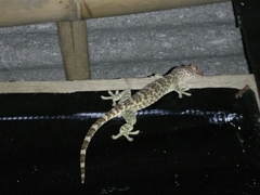 Gekko gecko