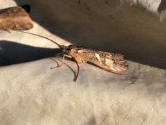 Nemotaulius hostilis