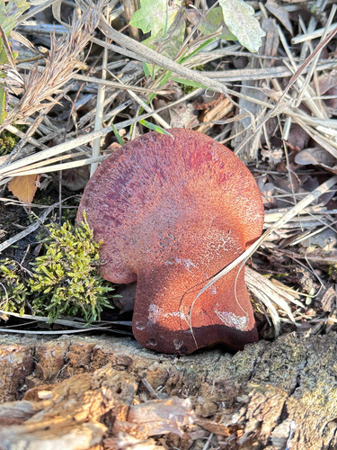 Beefsteak Polypore