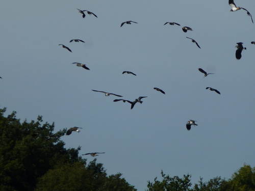 Northern Lapwing