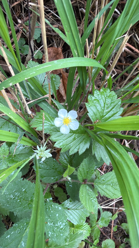 woodland strawberry
