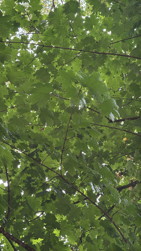 Norway maple
