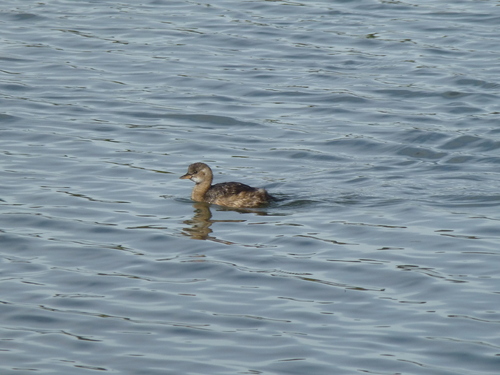 Little Grebe