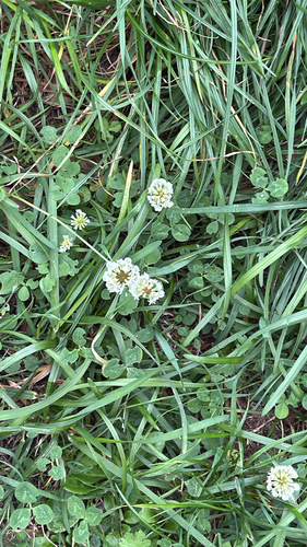white clover
