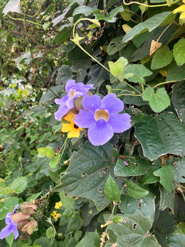 Thunbergia grandiflora observed 2026-10-04