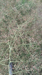 Asparagus verticillatus