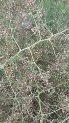 Asparagus verticillatus