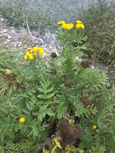 Common Tansy