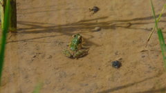 Fejervarya limnocharis