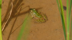 Fejervarya limnocharis