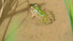 Fejervarya limnocharis