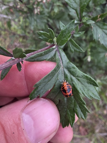 Asian Lady Beetle
