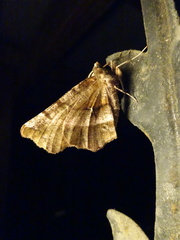Selenia dentaria