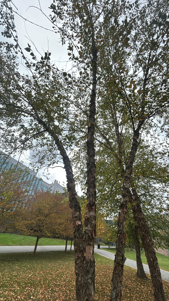 River birches with thin green and yellow crowns over a leaf-strewn lawn, with small trees gone orange behind.