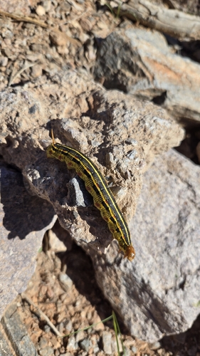 White-lined Sphinx