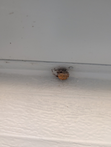 Marbled Orbweaver