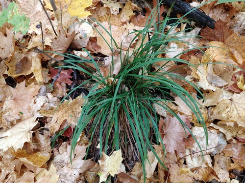Carex digitata observed 2026-10-04