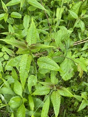 Monarda didyma