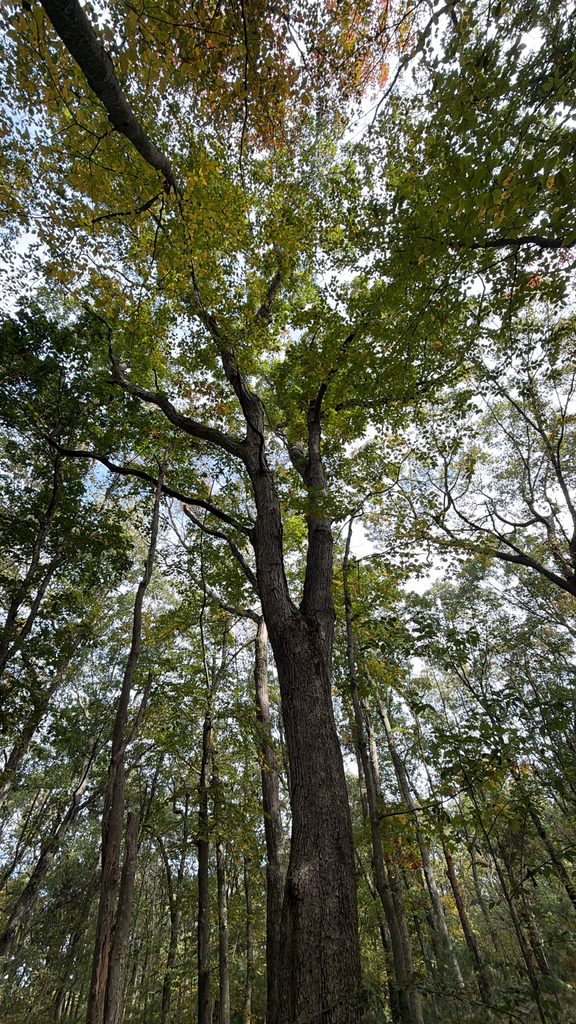 Looking up a tall hardwood whose crown is green below and yellow and orange at the top, in a green forest.
