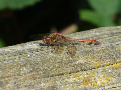 Common Darter
